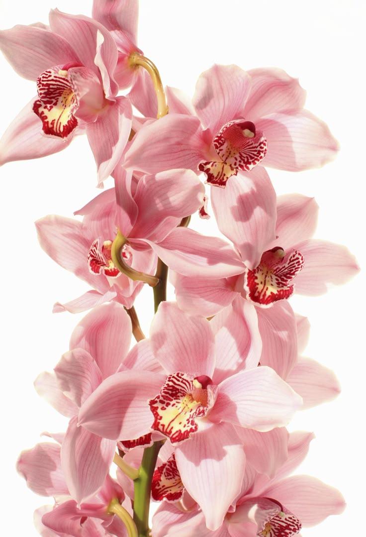 Harmony of Blooming Pastels Bouquet
